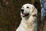 GOLDEN RETRIEVER 834